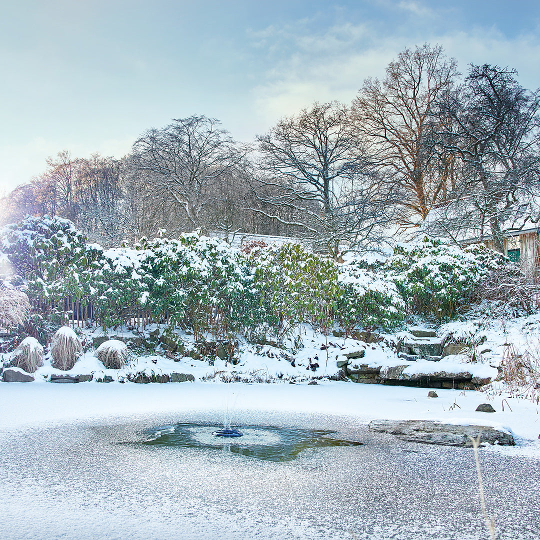 Favoriser la biodiversité autour de son bassin en hiver.