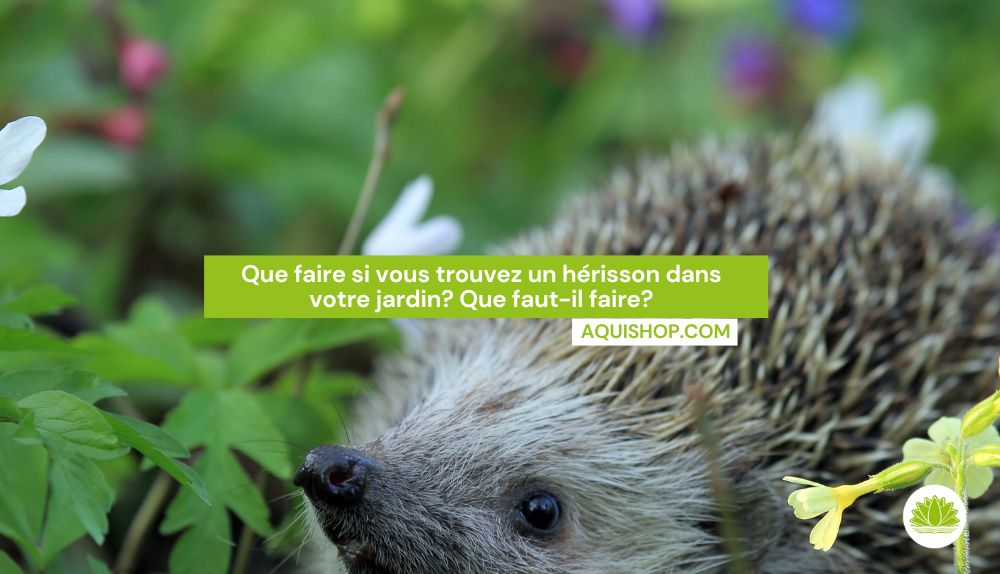 Que faire quand on trouve un hérisson dans son jardin?