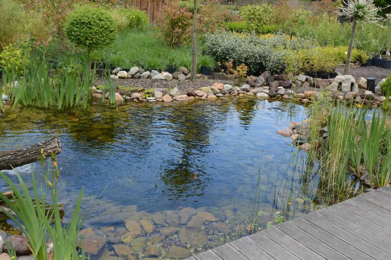 🌿 Plantes aquatiques indigènes : les incontournables pour un bassin vivant et harmonieux