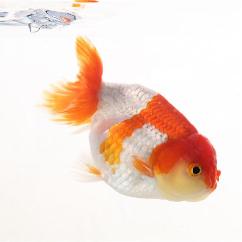 Voiles de Chine Ranchu