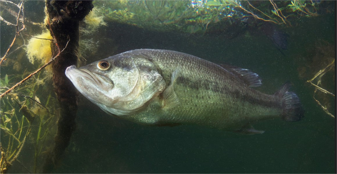 Zwarte baars - Grootbekbaars - 15 tot 18 cm