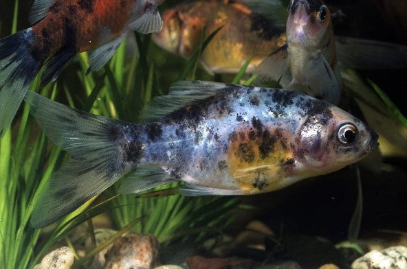 Shubunkins - Poisson Shubunkins