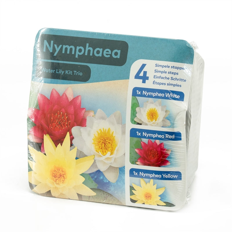 Water lily TRIO - Nymphaea in dry KIT