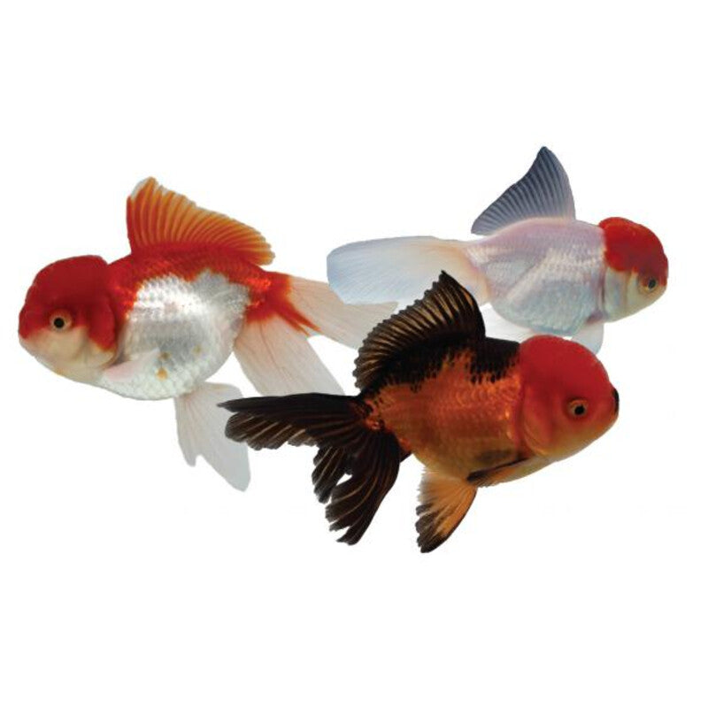 Oranda thai assorties — photographie Aqua-Koi sur fond blanc