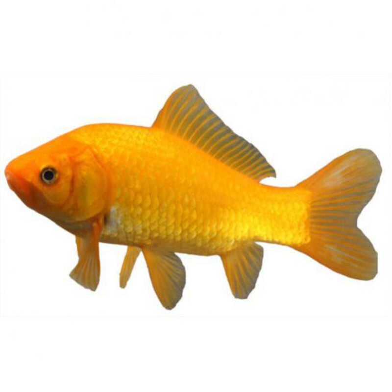 Poisson Jaune Comet - Geel Komeetstaart — photographie Aqua-Koi sur fond blanc
