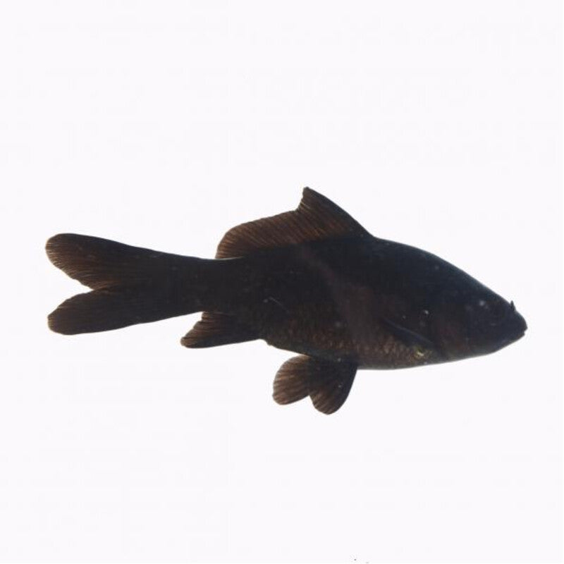 Comet Noir Poisson - Zwarte komeet — photographie Aqua-Koi sur fond blanc
