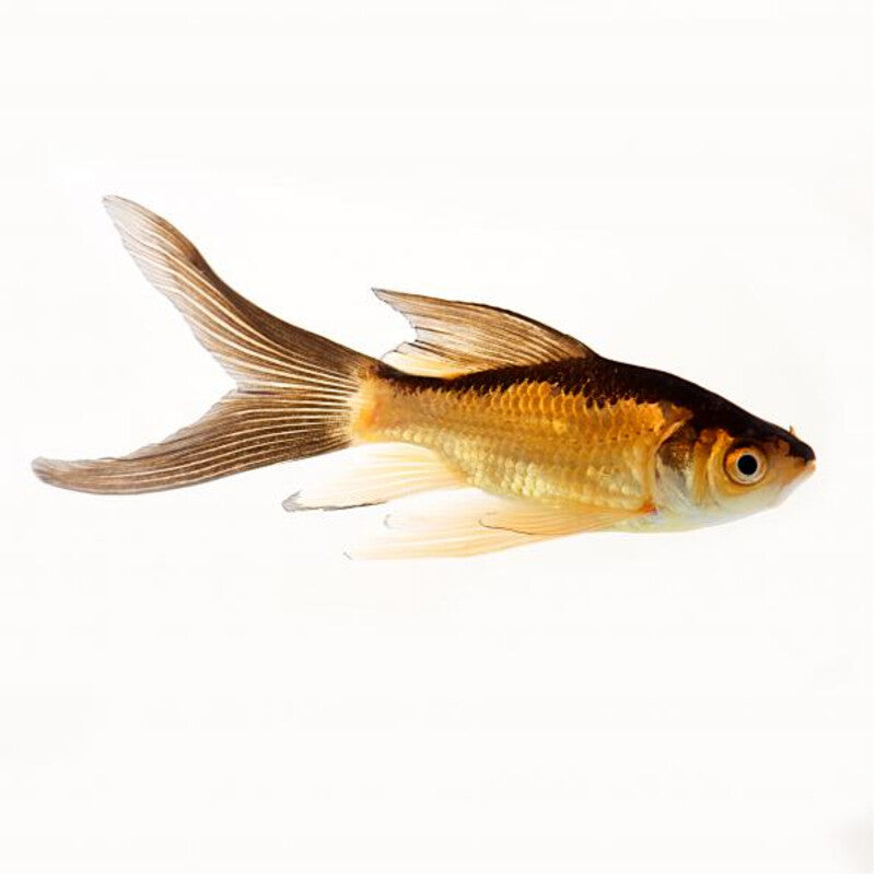 Comet Fish Rouge & Noir - Rode/Zwarte Komeet — photographie Aqua-Koi sur fond blanc
