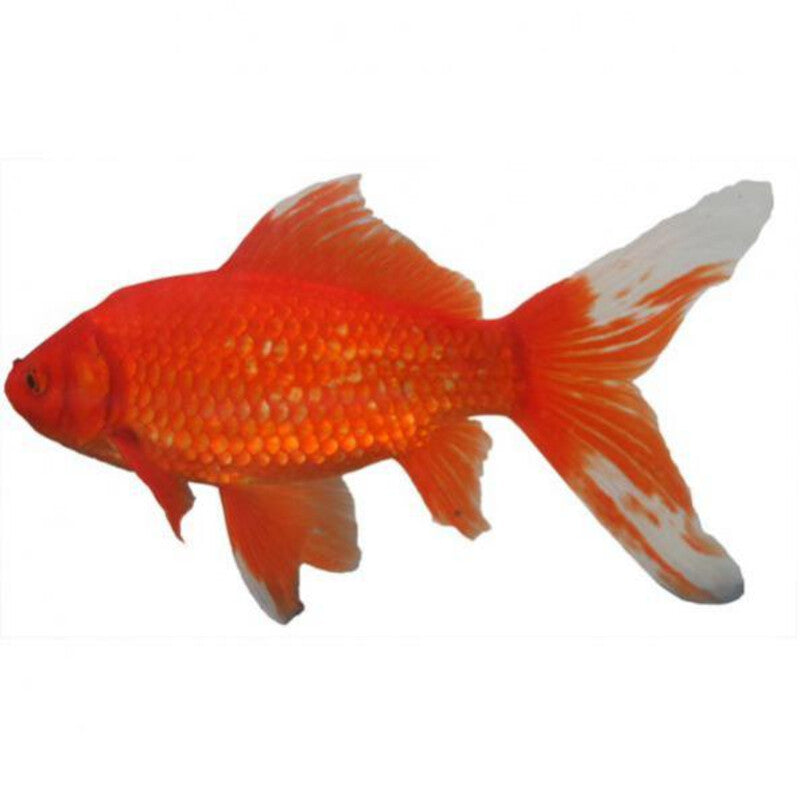 Poisson Rouge Comet - Rode Komeetstaart — photographie Aqua-Koi sur fond blanc