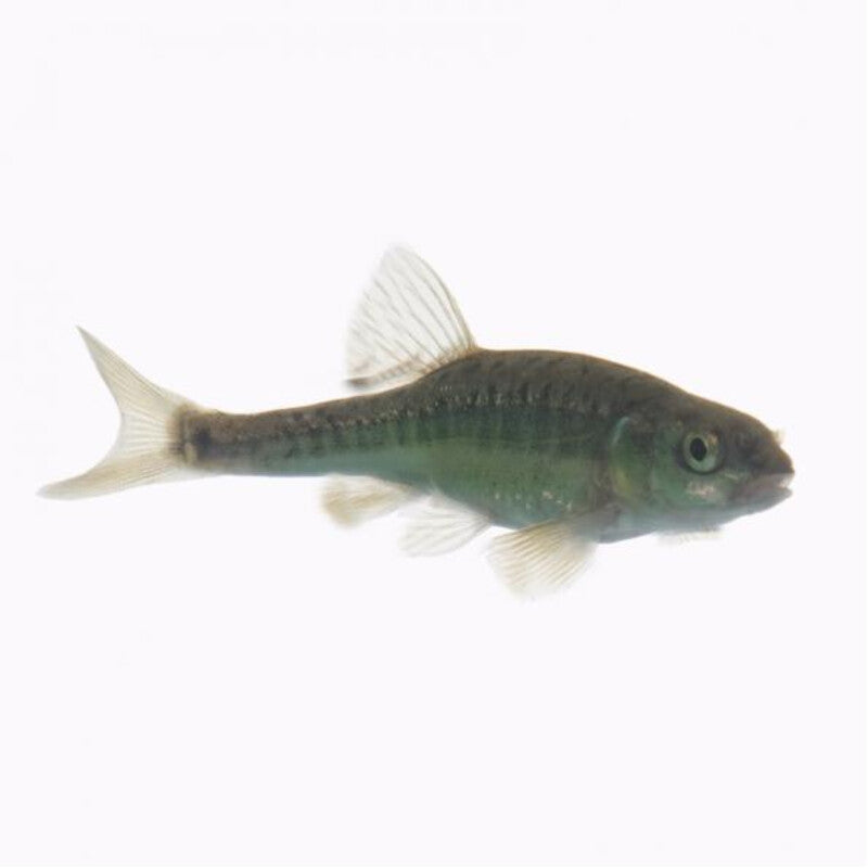 Vairon Commun / Elrits — photographie Aqua-Koi sur fond blanc