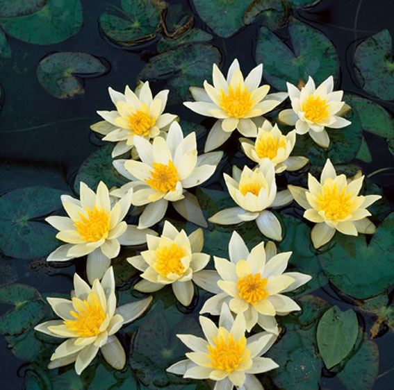 Nymphaea Pygmaea Helvola (3L) - Nénuphar Nain