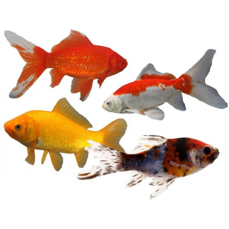 Poisson Rouge Mix - Mix Goldfish