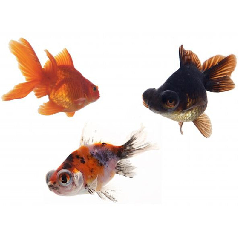 Voiles de Chine Mix - SluierMix