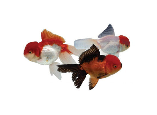 Voiles de Chine - Oranda Mix