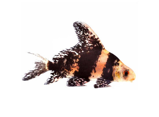 Mixocyprinus Asiaticus - Chinese Emperor - 9 to 12CM