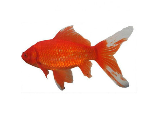 Poisson Rouge Comet - Rode Komeetstaart