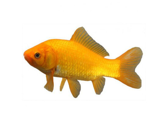 Poisson Jaune Comet - Geel Komeetstaart