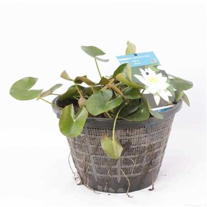 Nymphaea Blanc - Nénuphar Blanc - Grand pot XXL de 40CM prêt à être déposé !