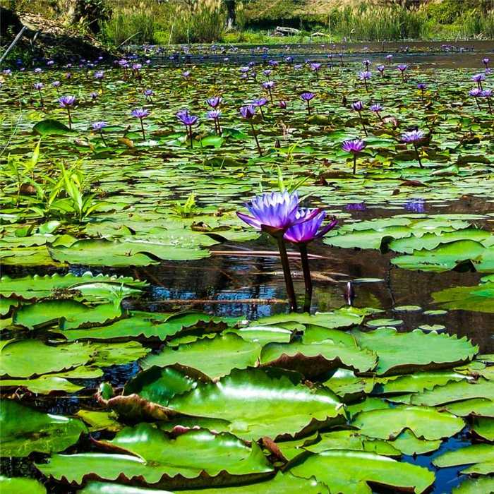 Nymphaea Bleu - Nénuphar Bleu - Grand pot de 3L (FRAGILE)