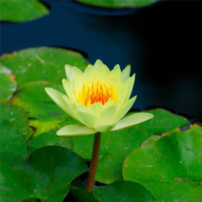 Nymphaea Jaune - Nénuphar Jaune - Grand pot de 3L