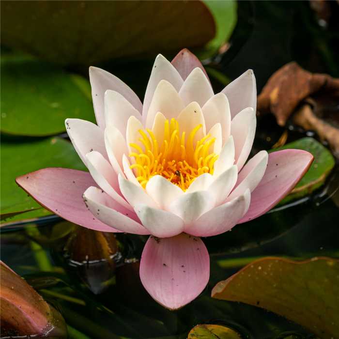 copper lily flower Nymphaea Copper - Copper Water Lily