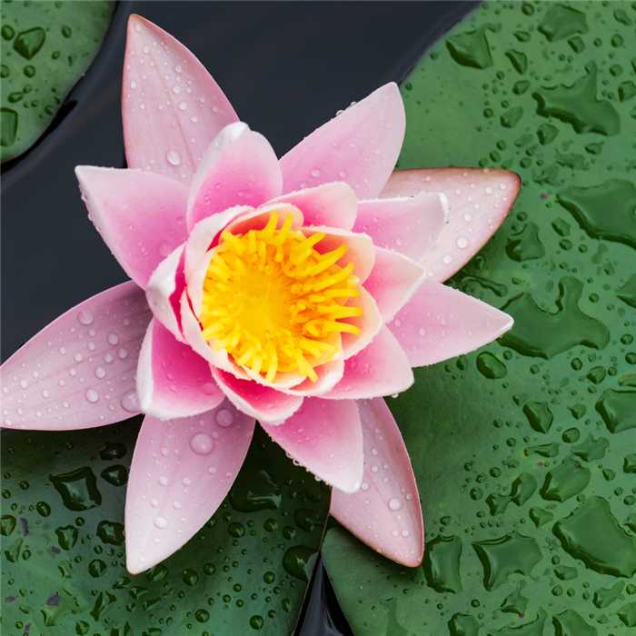 Nymphaea Rose - Nénuphar Rose - Grand pot de 3L