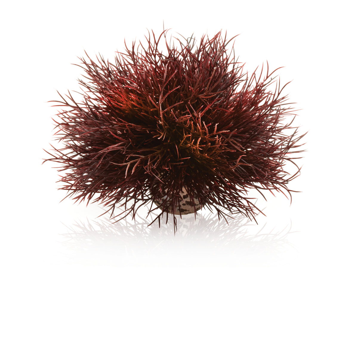 Lys de mer décoratif biOrb rouge foncé — biOrb Aquarium zeelelie donkerrood