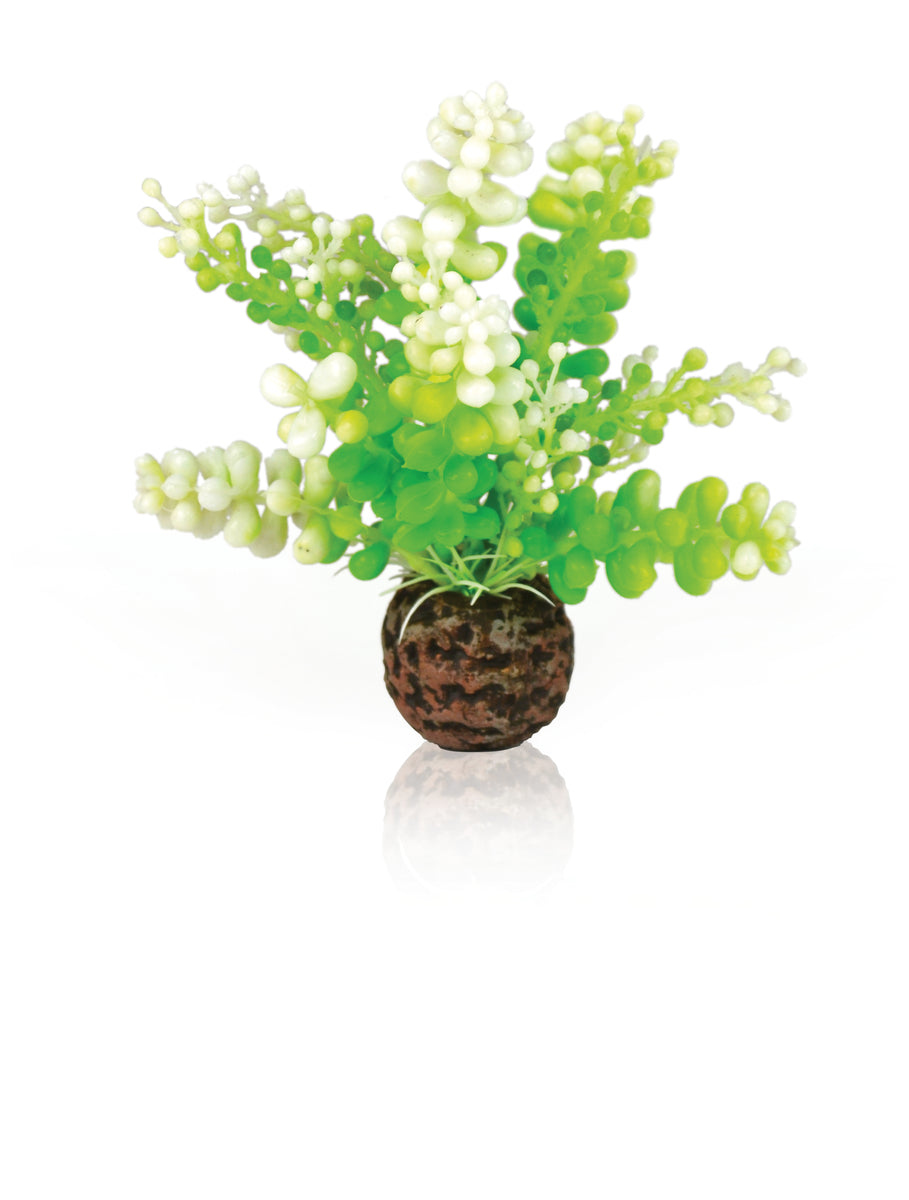 Caulerpa décorative biOrb verte — biOrb Aquarium Caulerpa groen