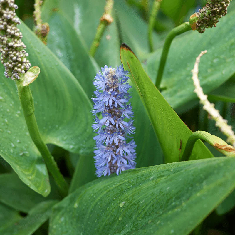 Aquigarden Pontederia Cordata - Pontédérie à feuilles en cœur - Plante immergée