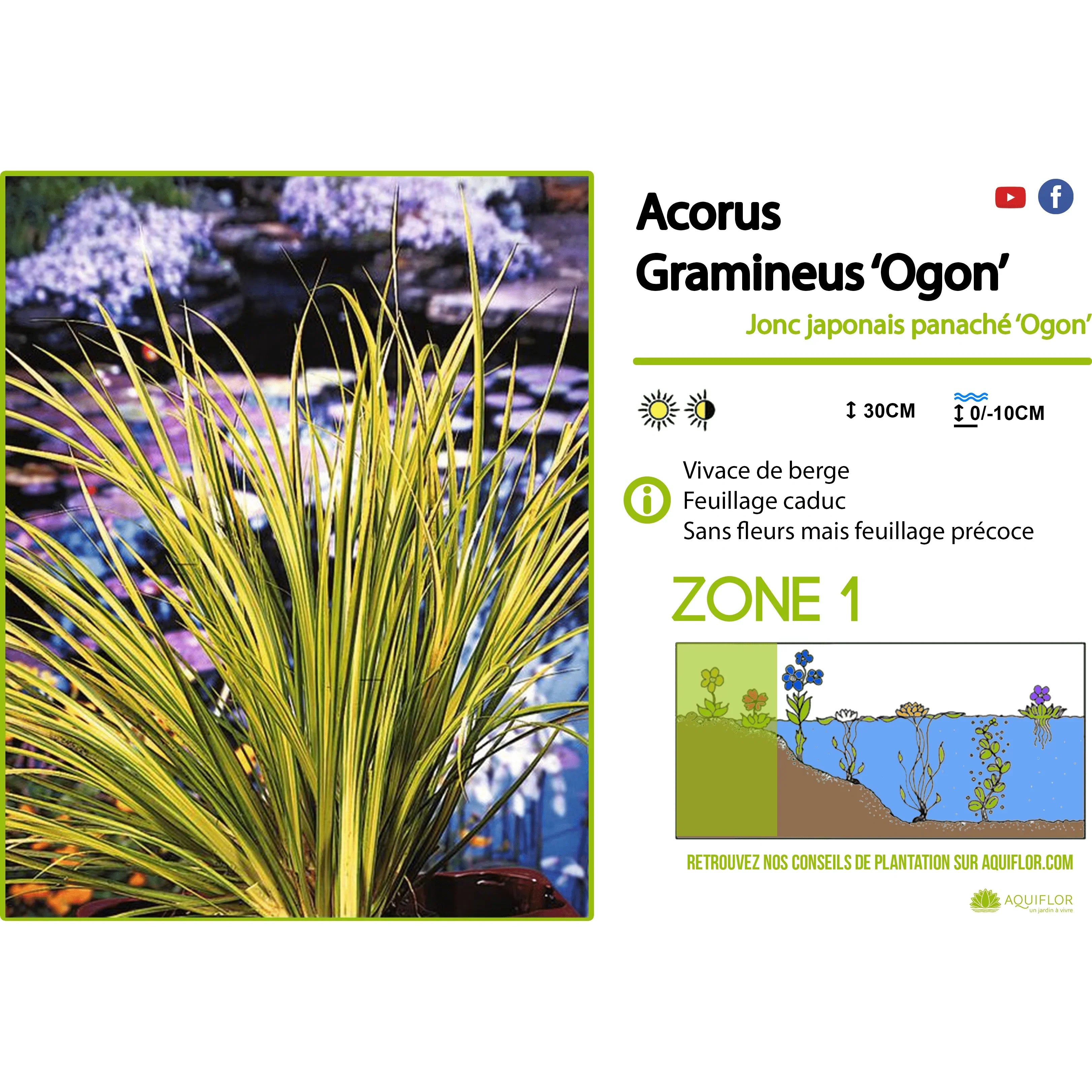 Aquipond Plantes aquatiques Acorus Gramineus Ogon - Jonc japonais panaché - Plante de marais