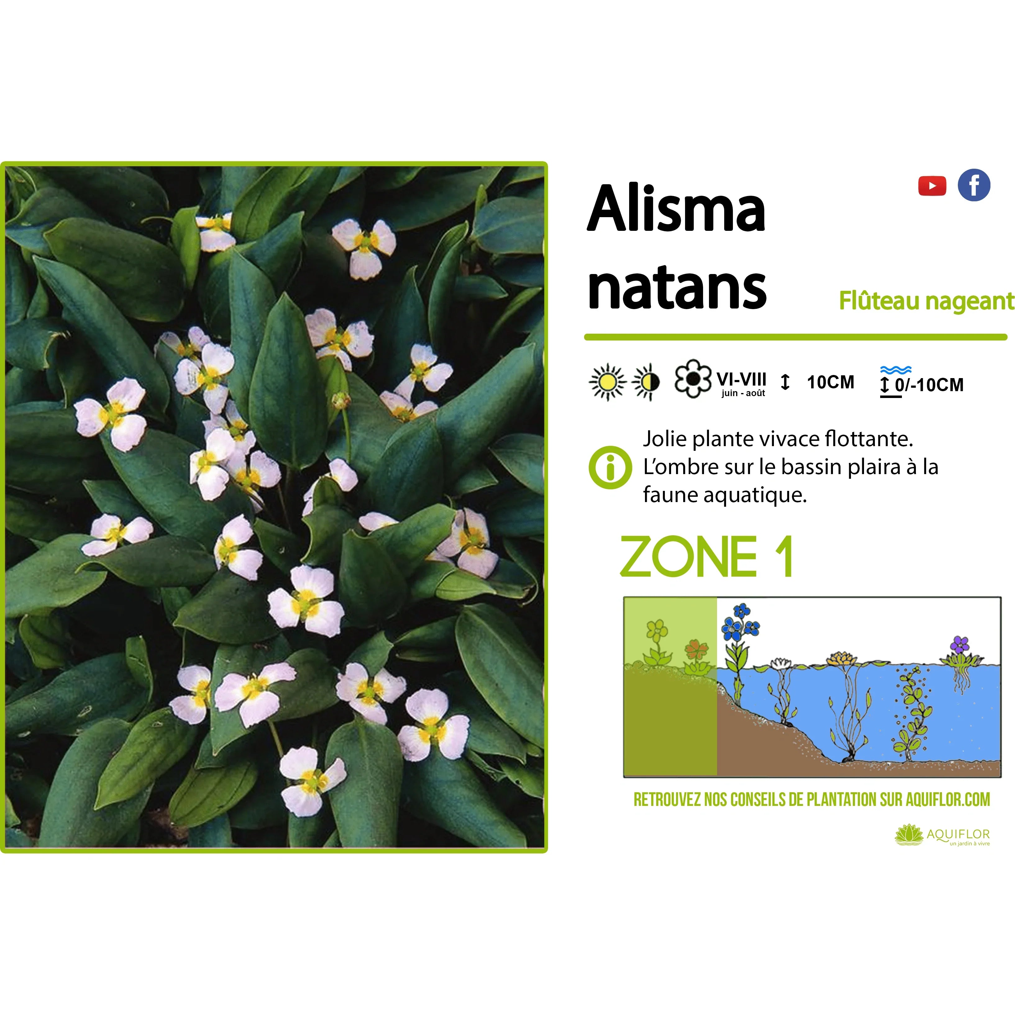 Aquipond Plantes aquatiques Alisma Natans - Flûteau nageant - Plante de marais