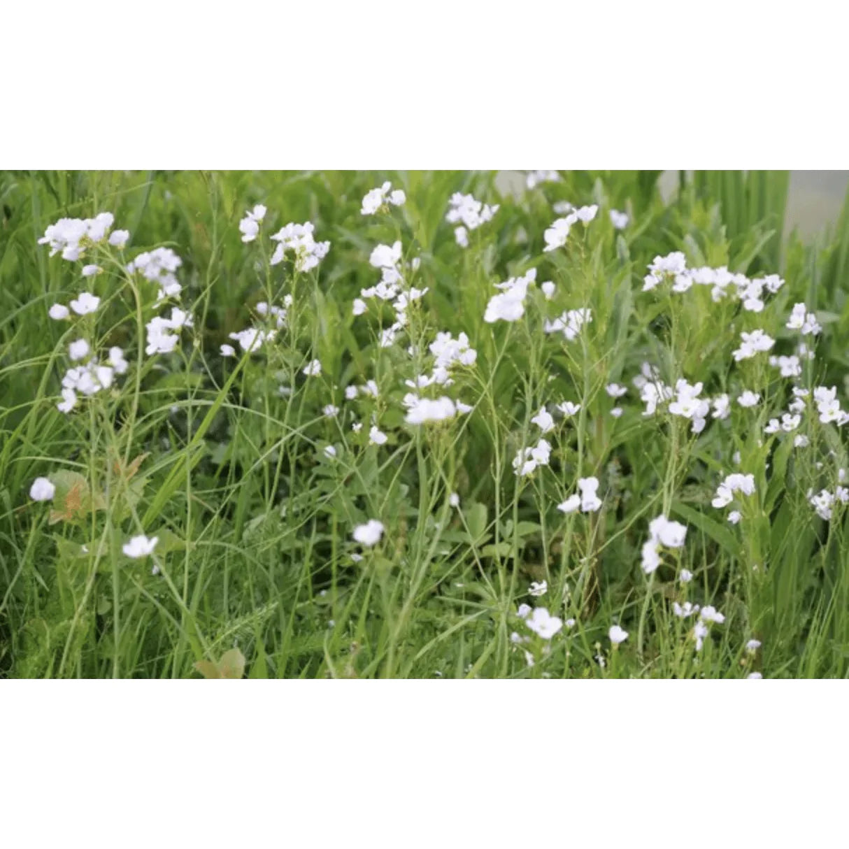 Aquipond Plantes aquatiques Cardamine praetensis - Cardamine des prés - Plante de berge