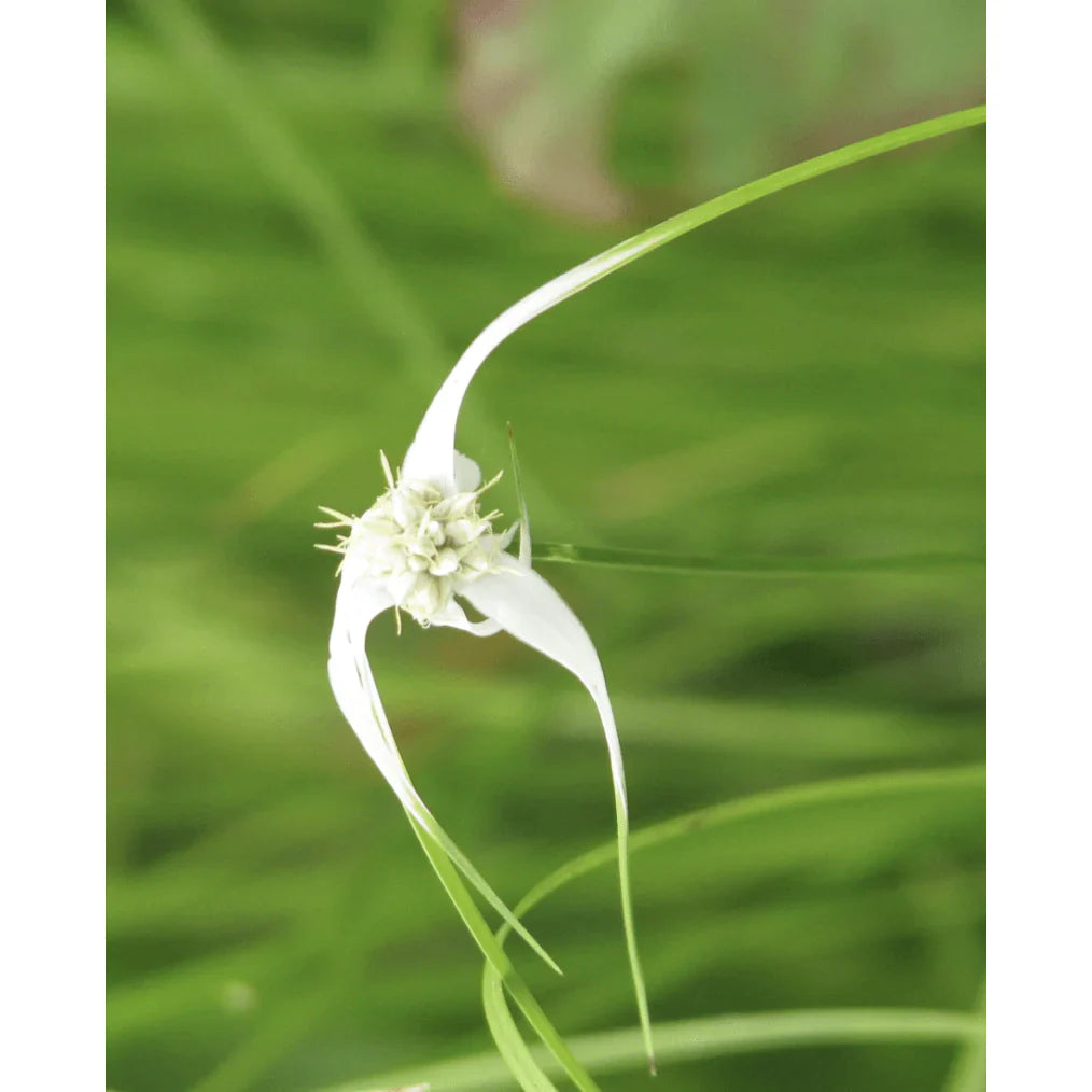 Aquipond Plantes aquatiques Dichromena colorata - Herbe étoilée - Plante de berge
