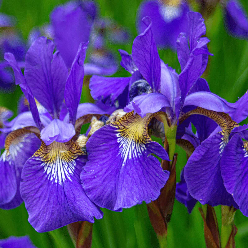 Aquipond Plantes aquatiques Iris Louisiana - Iris mauve de Louisiane - Plante de berge