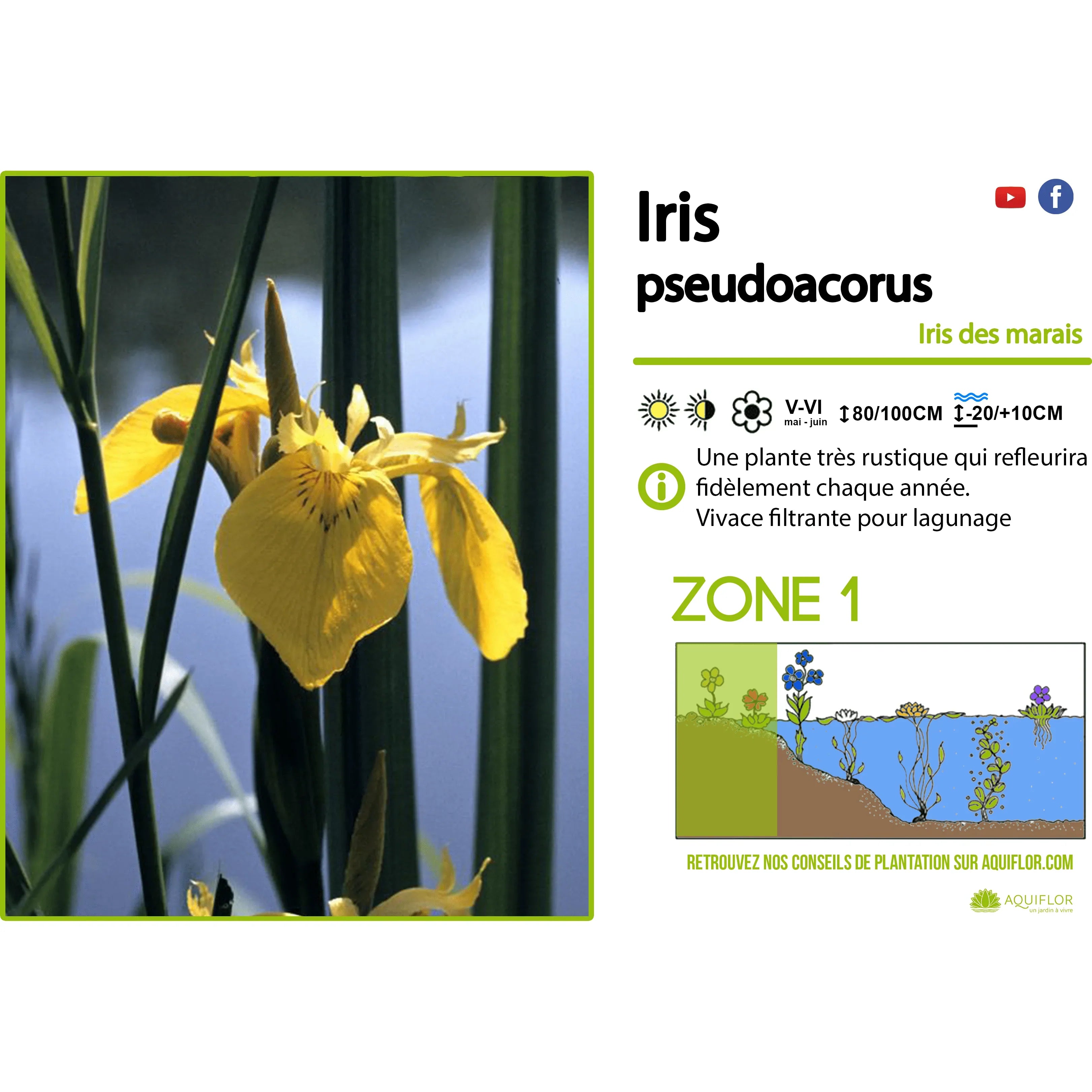 Aquipond Plantes aquatiques Iris Pseudoacorus - Iris de marais jaune - Plante indigène (STAR)