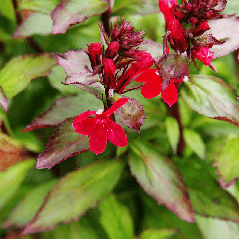 Aquipond Plantes aquatiques Lobelia Cardinalis 'Queen Victoria' - Cardinale 'Queen Victoria' - Plante de berges