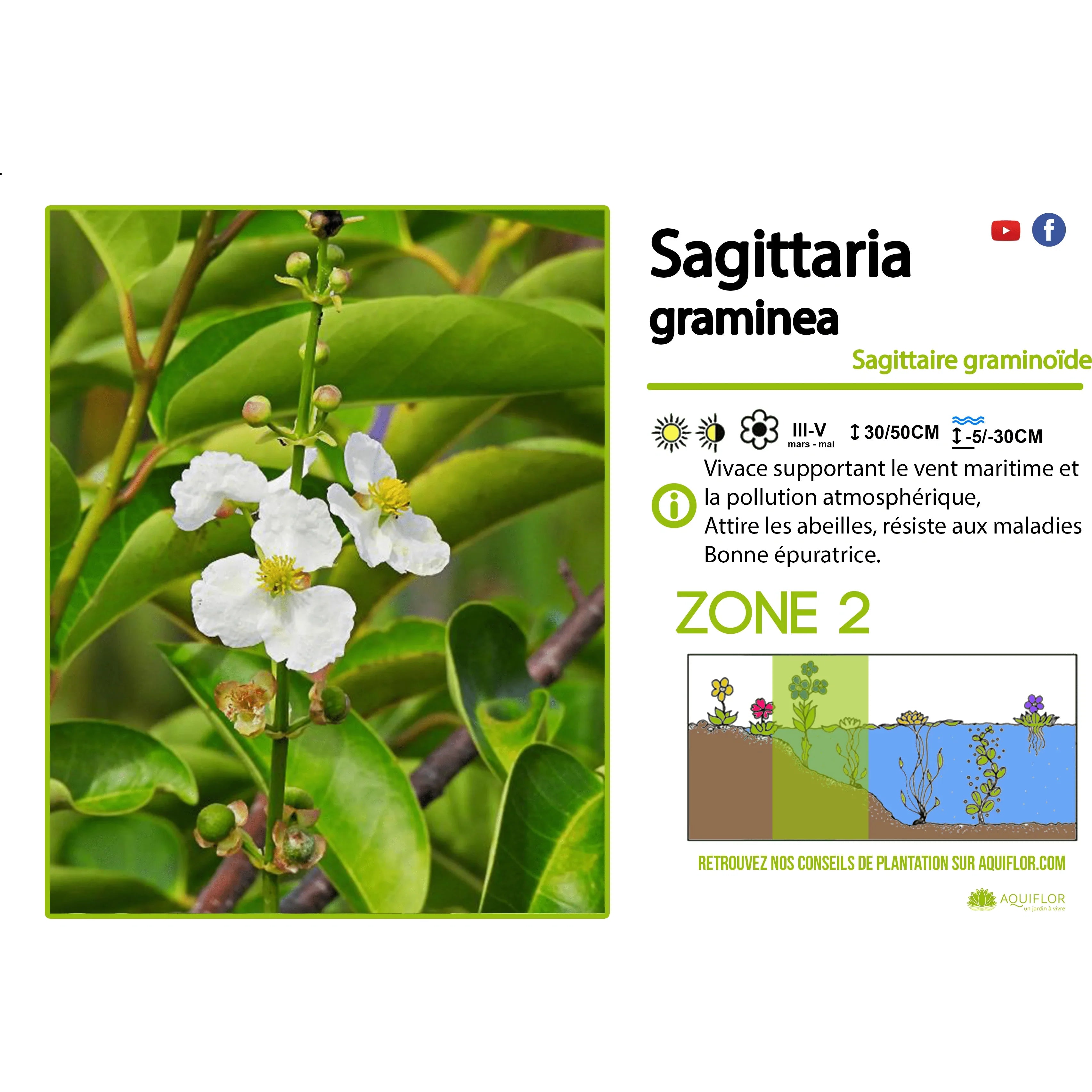 Aquipond Sagittaria Graminea - Sagittaire graminoïde - Plante immergée