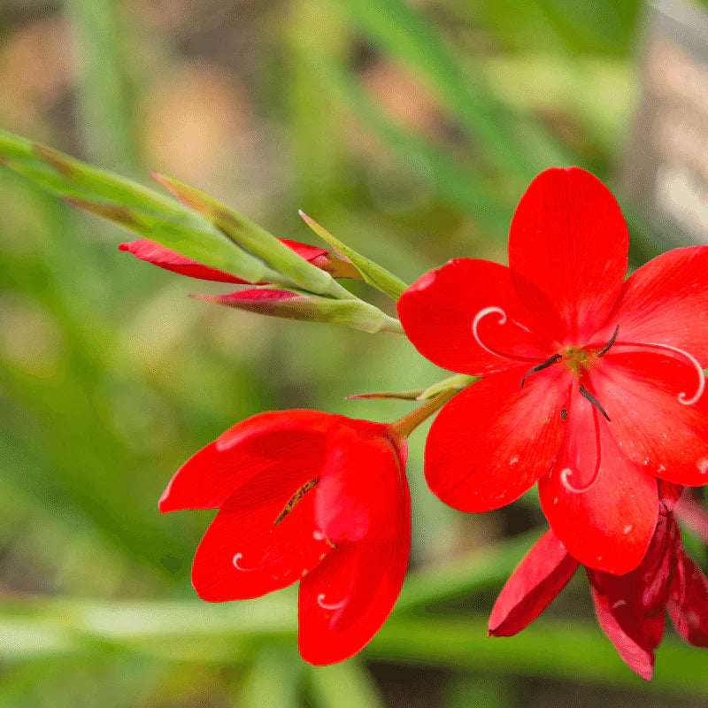 Aquipond Schisostylis Coccinea Major - Lis des cafres Major - Plante de berges