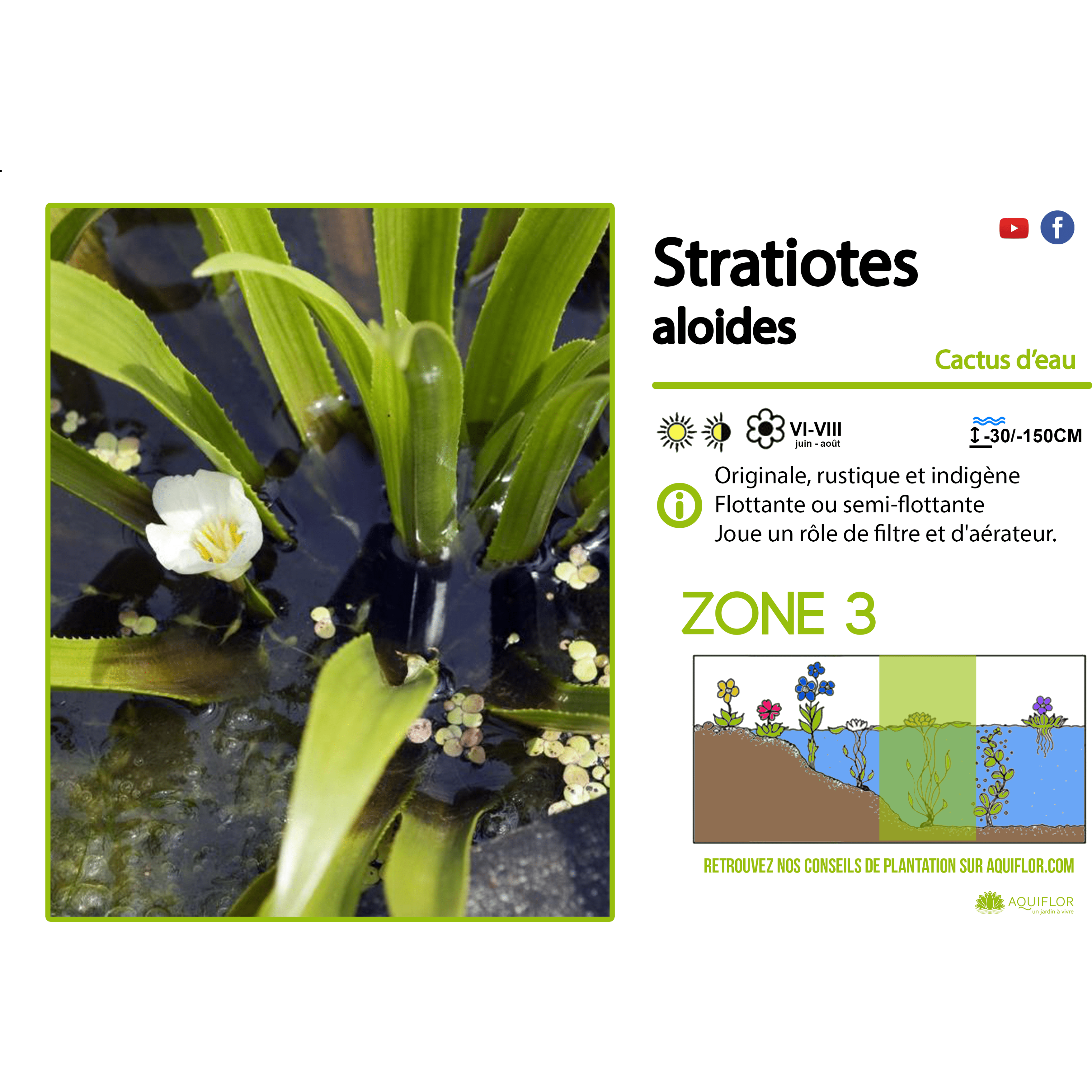 Stratiotes aloides (aloés d'eau)