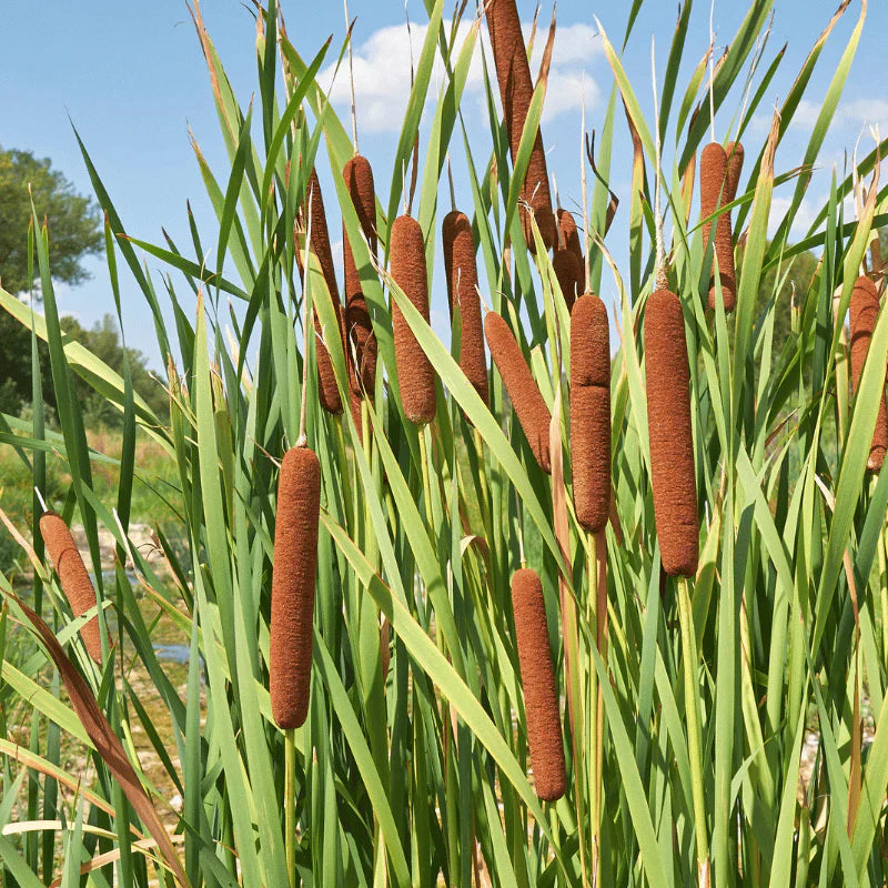 Aquipond Typha Latifolia - Massette à larges feuilles - Plante de berges