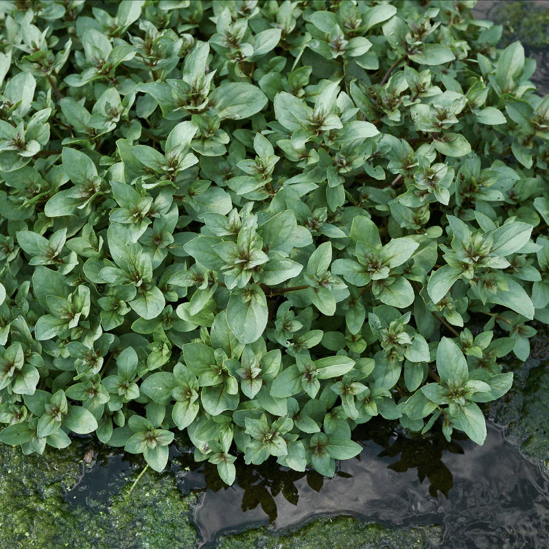 Aquipond Veronica Beccabunga - Véronique des ruisseaux  - Plante de berges