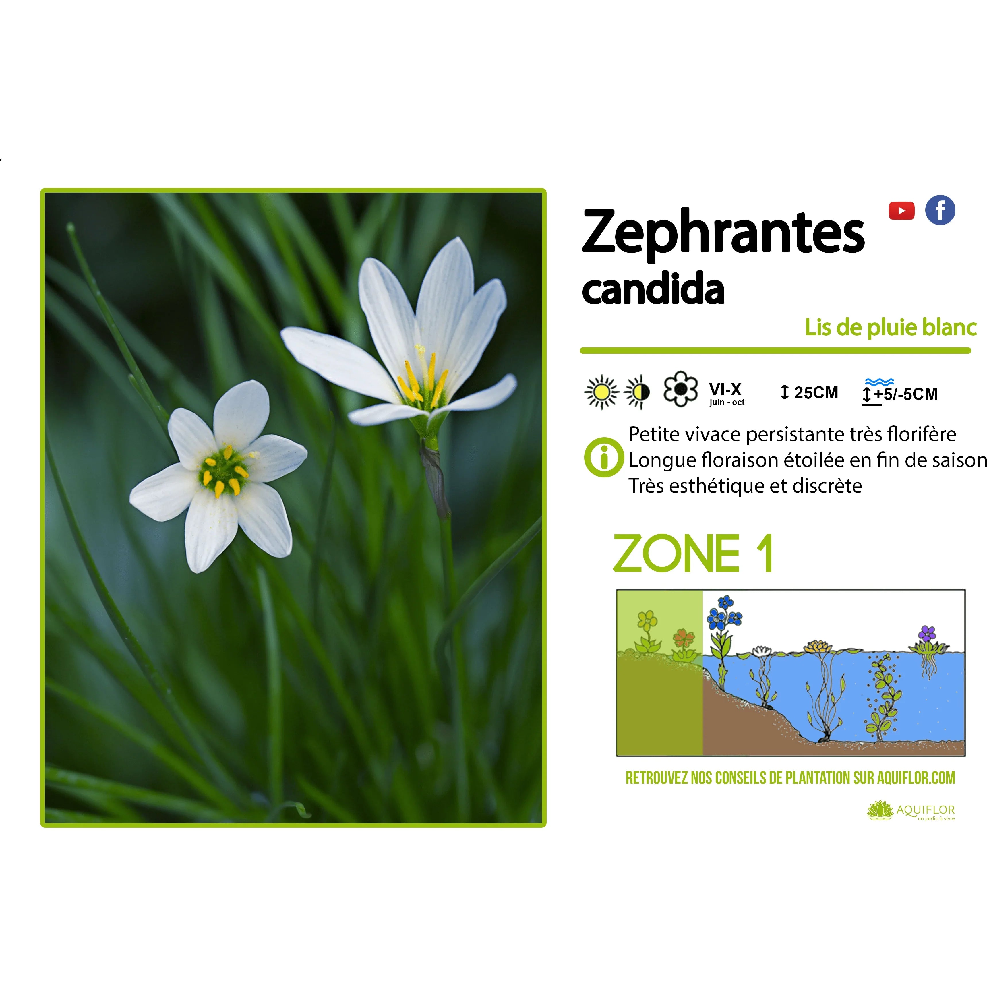 Aquipond Zephranthes Candida - Lys Zéphyr - Plante de berges