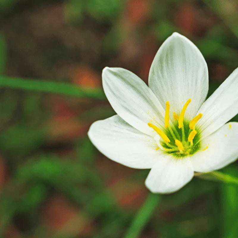 Aquipond Zephranthes Candida - Lys Zéphyr - Plante de berges