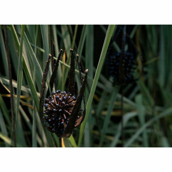 Arrosoir & Persil Chardon - Végétal décoratif en métal recyclé 18022