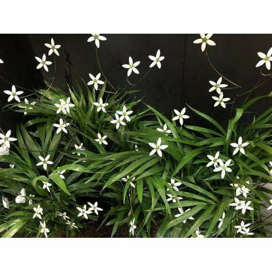 Arrosoir & Persil Fleur blanche - Végétal décoratif en métal recyclé 18008