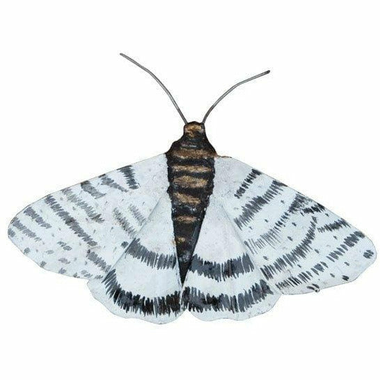 Arrosoir & Persil Mite PM - Insecte décoratif en métal recyclé 19055