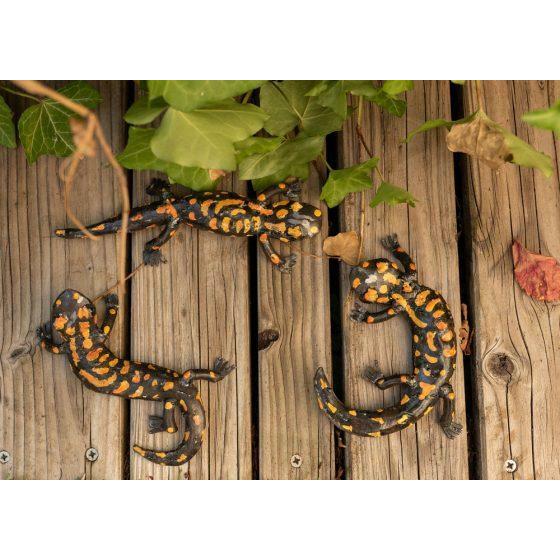 Arrosoir & Persil Salamandre - Animal décoratif en métal recyclé 22014