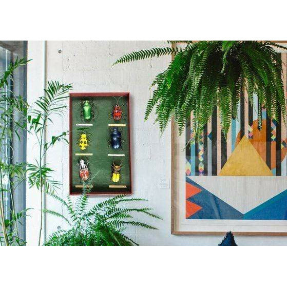 Arrosoir & Persil Tableau d’entomologiste Coléoptères - Insecte décoratif en métal recyclé 19062