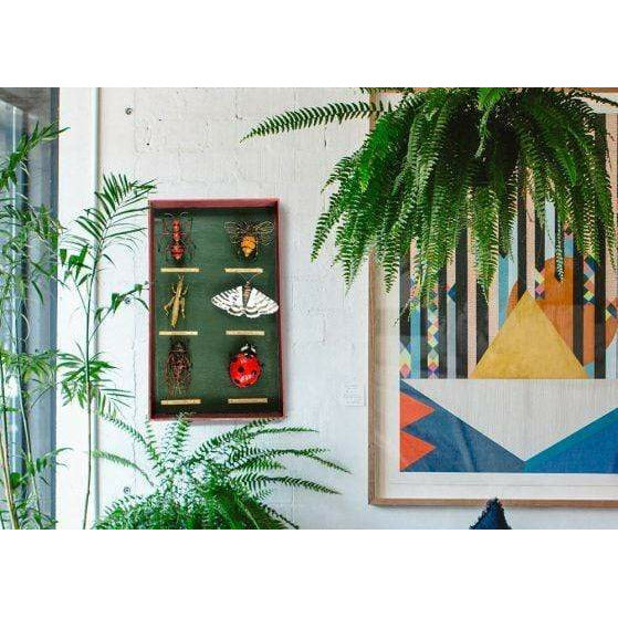 Arrosoir & Persil Tableau d’entomologiste insectes - Insecte décoratif en métal recyclé 19063