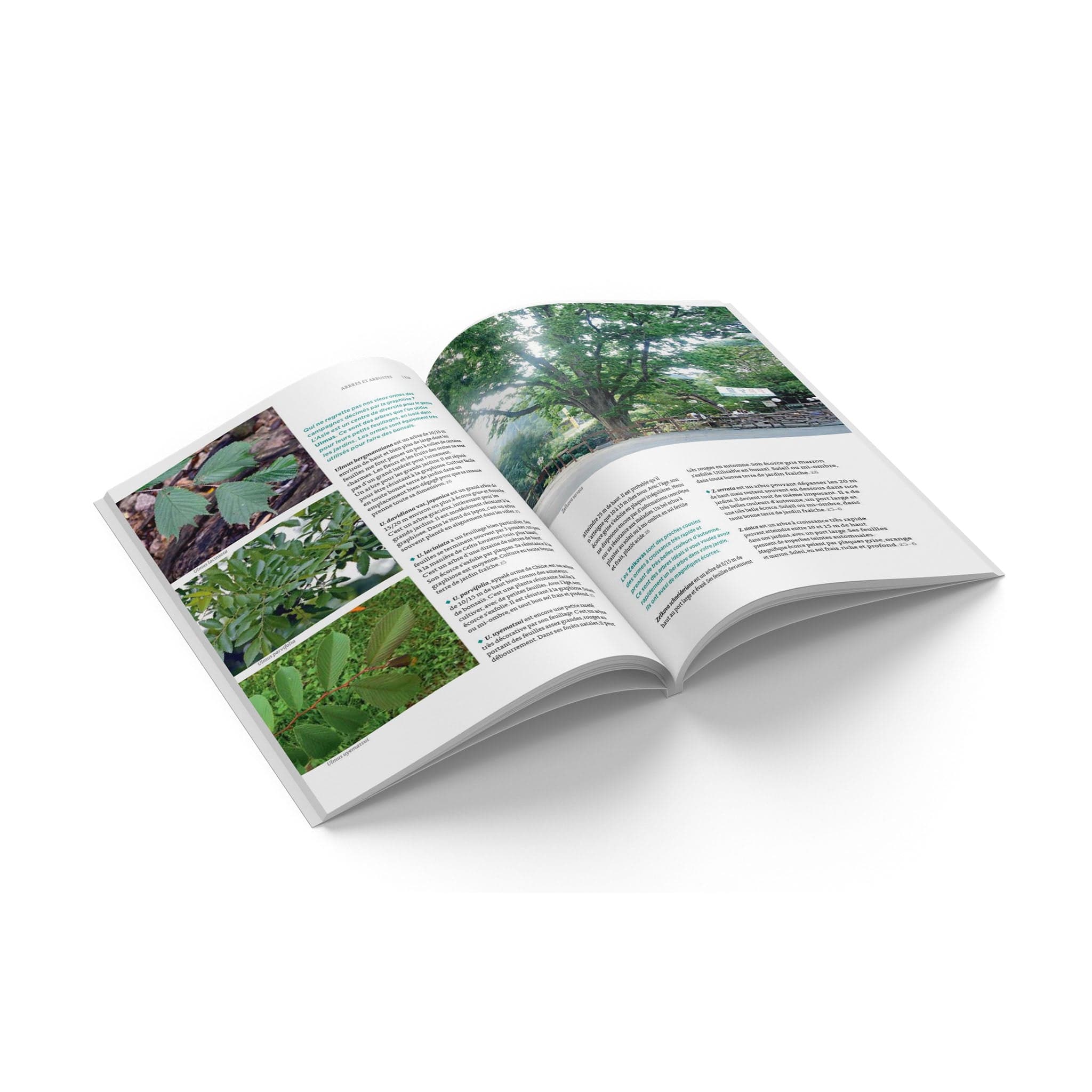 FOUDEBASSIN.COM CULTIVER LES PLANTES DE CHINE ET DU JAPON 9782841385324 9782841385324