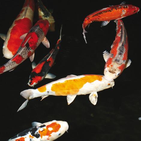 JBL BactoPond 500ml - Bactéries pour l’auto-épuration des bassins